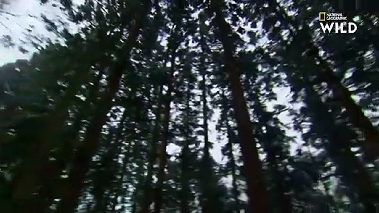 La dure vie des macaques japonais