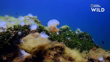 La méduse Chrysaora quinquecirrha, tueuse marine   SOUS L’OCÉAN