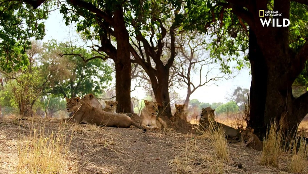 La gestation d'une lionne est très risquée   IN UTERO  LES ANIMAUX