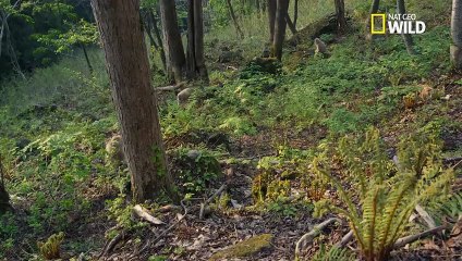 L'adoption d'un bébé macaque japonais abandonné
