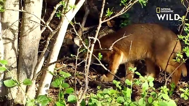 Le caracal, le plus rapide des petits félins d'Afrique AFRIQUE À LA VIE, À LA MORT