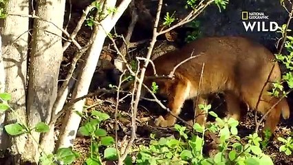 Le caracal, le plus rapide des petits félins d'Afrique   AFRIQUE  À LA VIE, À LA MORT