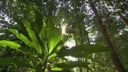 Le chant des gibbons