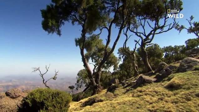 Le Gélada, cet étrange mammifère perché dans les montagnes éthiopiennes