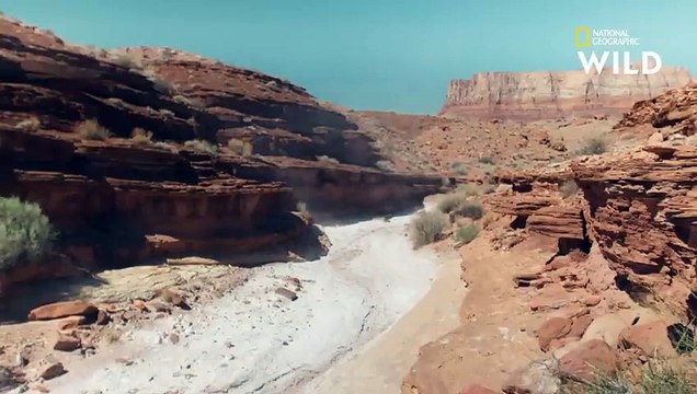 Le monstre de Gila pille les nids pour se nourrir AU CŒUR DES GRANDS PARCS AMÉRICAINS