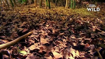 Le serpent ratier, proie idéale du cobra royal