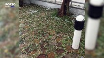 Chuva e granizo provocam inundações em vários concelhos de Trás-os-Montes. Veja as imagens