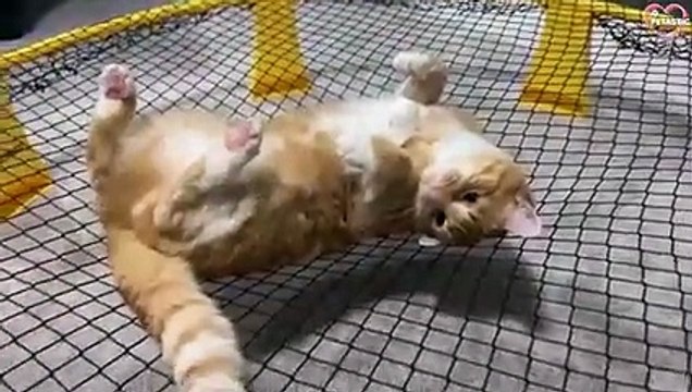 Cats are Lovely Animal - Cute & Funny Cats Videos - Cats Showing Love PETASTIC
