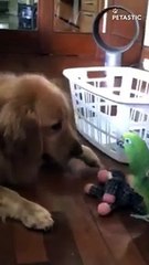 Golden Retriever Defends Its Favorite Toy From Parrot   PETASTIC