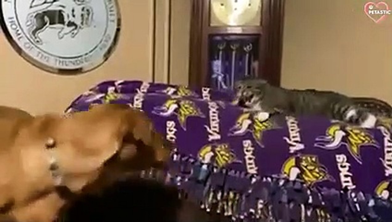 Angry Cats Vs Funny Dogs - Cats Vs Dogs Compilation - Try Not To Laugh   PETASTIC