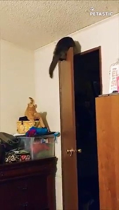 cat pranks its buddy and gets him in trouble   PETASTIC