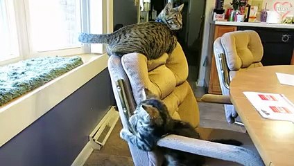 Funny Animals Attack Each Other - Funny Animals Compilation Try Not To Laugh    PETASTIC