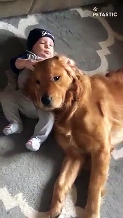 baby boy gently pets and plays with Golden Retr...