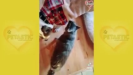 Who is Boss in the House - Funny Cats and Dogs Compilation - Try Not To Laugh   PETASTIC