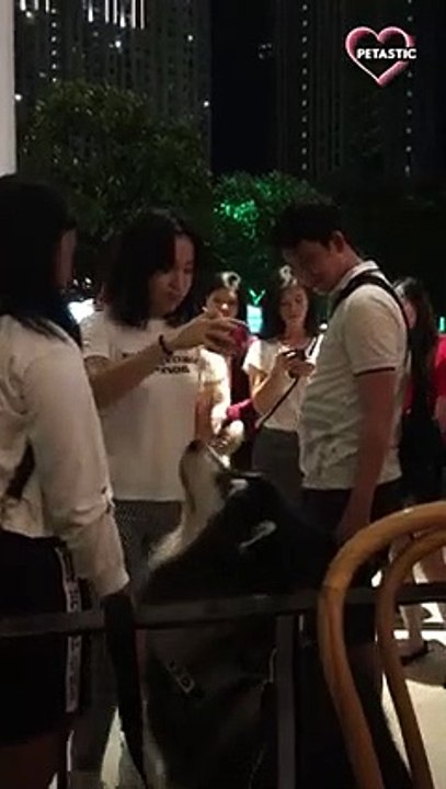 Ice cream can do marvelous things   PETASTIC