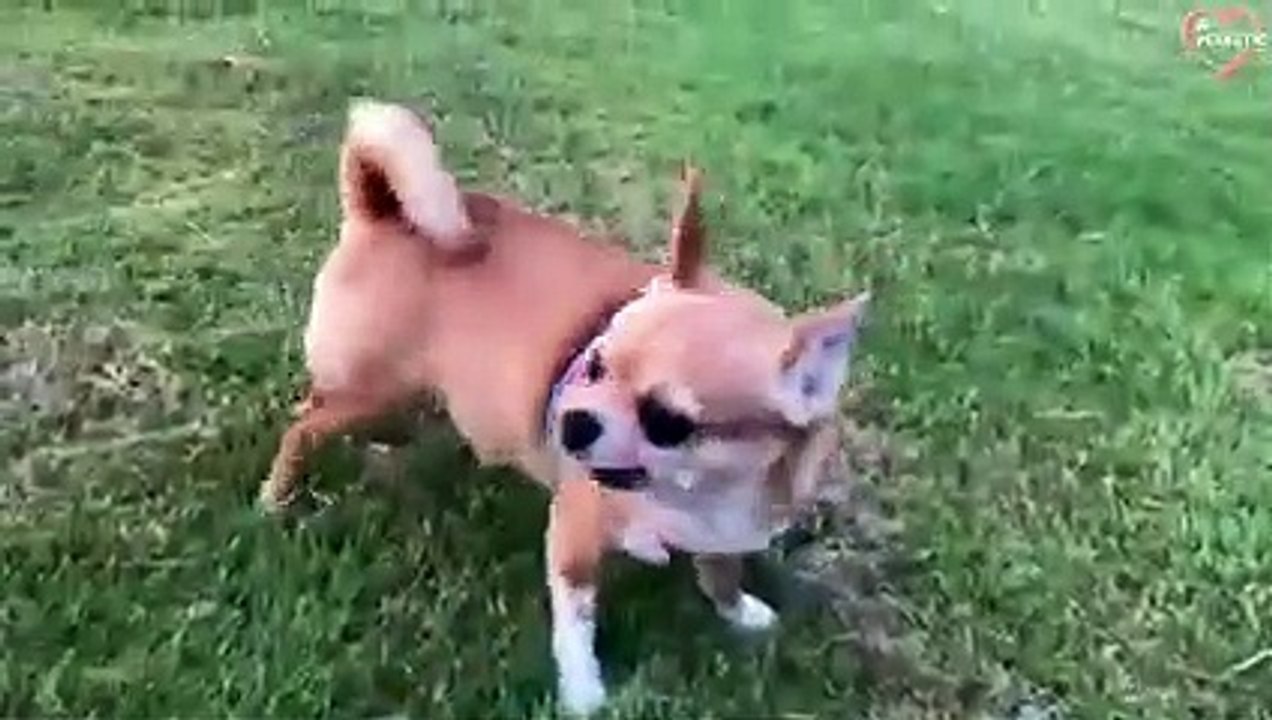Try Not To Laugh - Animals Funny Fails Compilation   PETASTIC