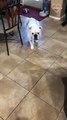Funny Dog Chasing Laser Light is the cutest thing u will see   PETASTIC