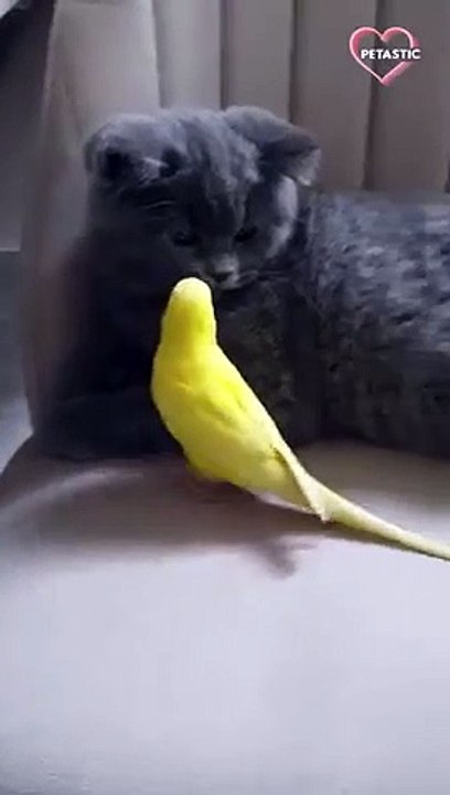 The Friendship Between this Cat & Bird is You've Seen Before   PETASTIC