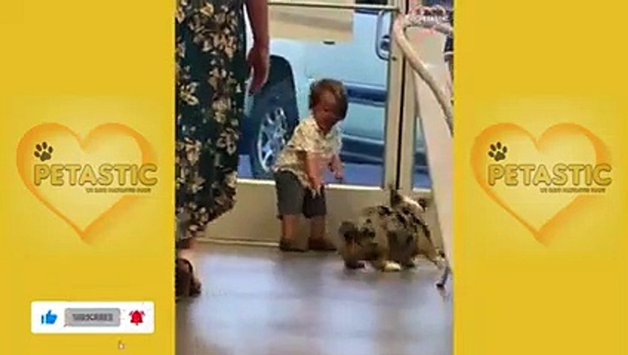 Funny Dog Videos 2021 - Try Not To Laugh   PETASTIC