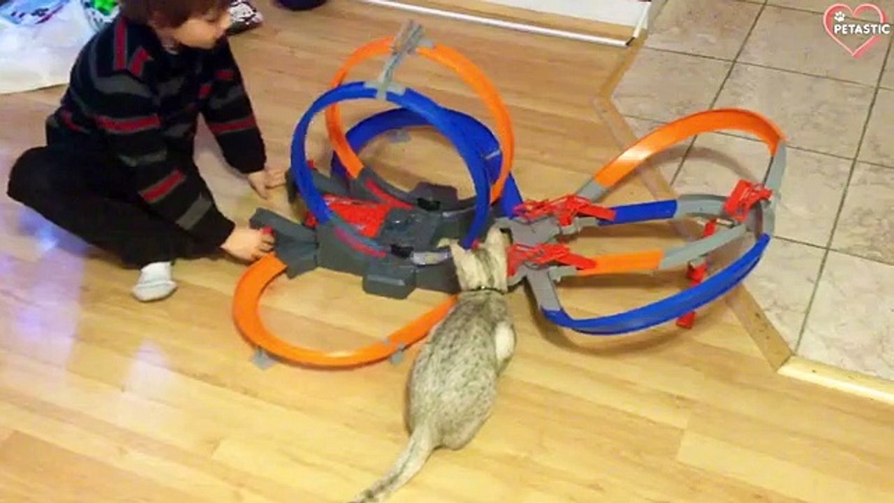 Best Funny Cat Videos 2021 - Try Not To Laugh   Cat Videos Compilation   PETASTIC