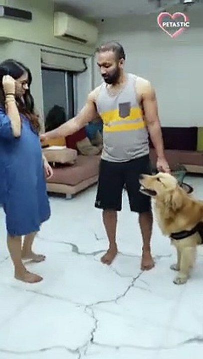 Jealous Dog doesn't want Owner to Love his Pregnant Wife   PETASTIC
