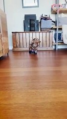 Cute Dog isn't a Fan of his New Snow Boots   PETASTIC