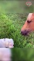 Dog Gives Horse Tough Competition in Eating Grass   PETASTIC