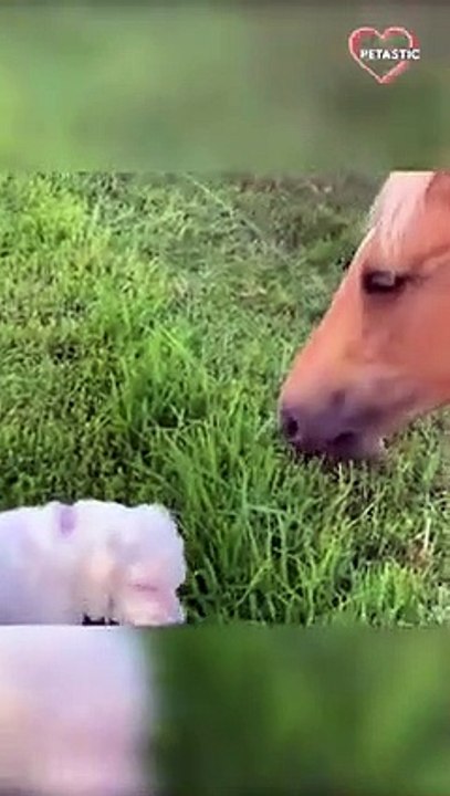 Dog Gives Horse Tough Competition in Eating Grass   PETASTIC