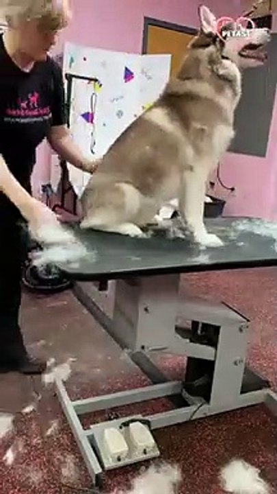 Cute & Calm Husky Undergoes Mini Grooming    PETASTIC