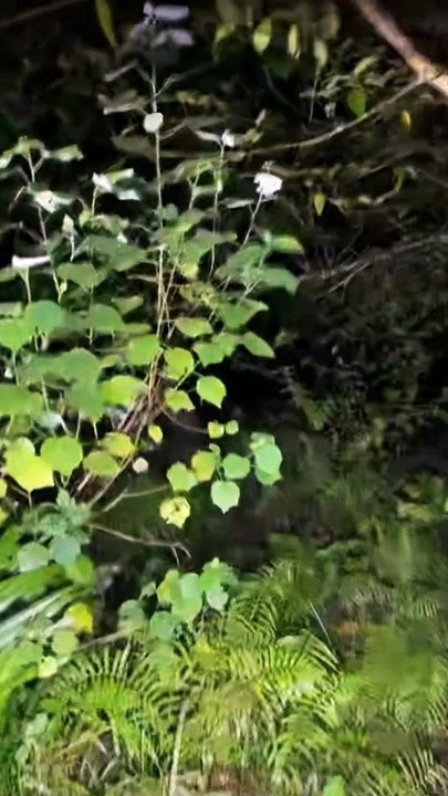 Paranormal activity ghost on camera part 230