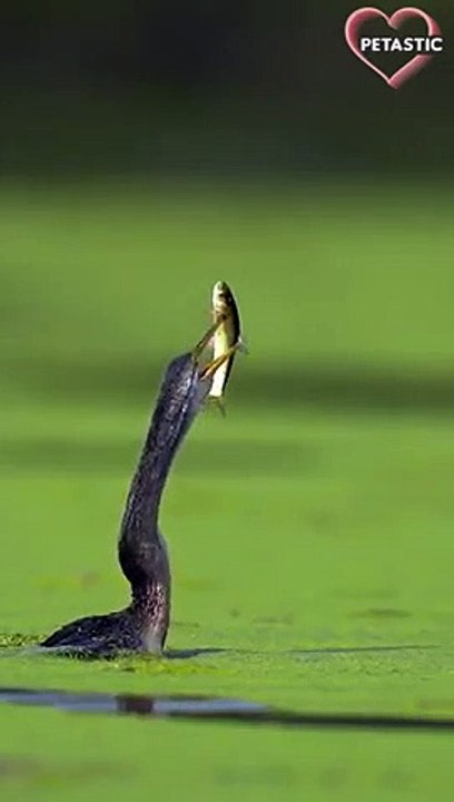Stone cold Snakebird savagely tosses prey   PETASTIC