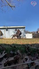 Sly dog tackles owner and makes it look like an accident   PETASTIC