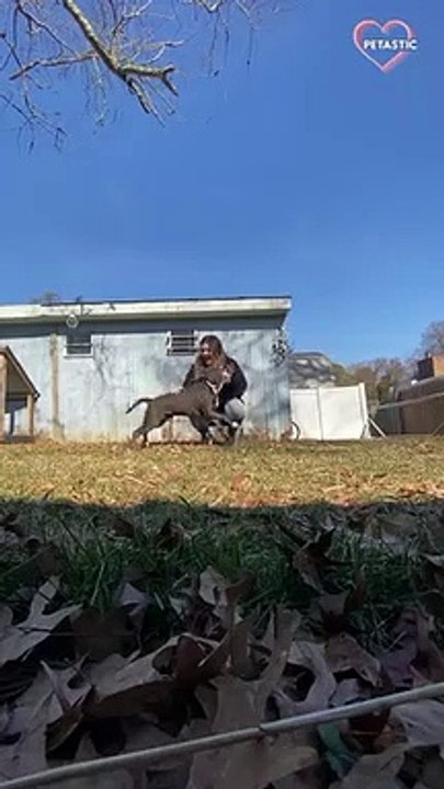 Sly dog tackles owner and makes it look like an accident   PETASTIC