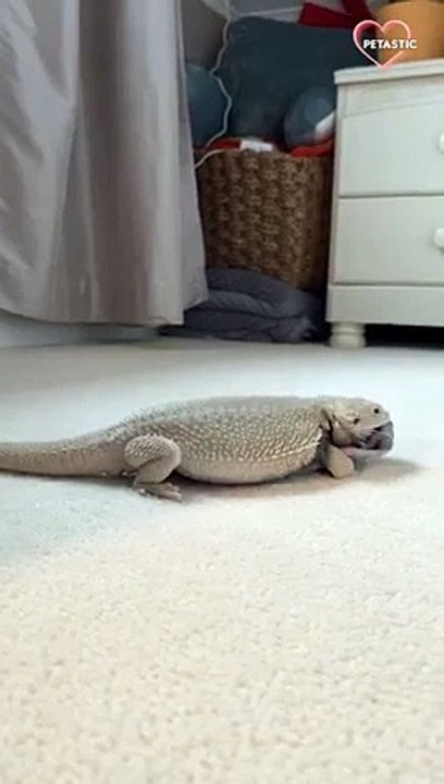 Titillated Bearded Dragon humps his favorite sock PETASTIC - video ...