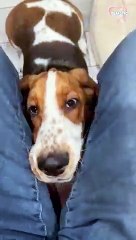 puppy who doesn’t understand the concept of personal space   PETASTIC