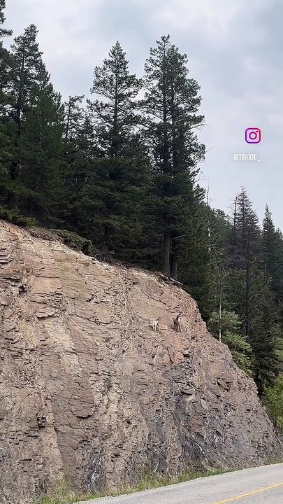 Sheep Escape Encounter With Wolf