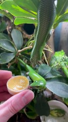 A Hungry Skink Falls Into Its Food
