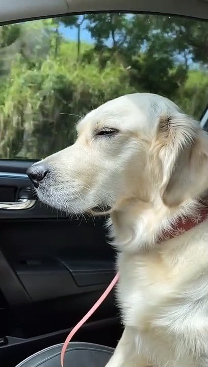 Golden Retriever Coming Off Anesthesia
