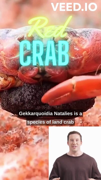 The Christmas Island Red Crab Migration: A Natural Wonder