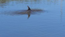 A pod of dolphins has been spotted in the Tamar River, Tasmania - September, 3, 2023 - The Examiner