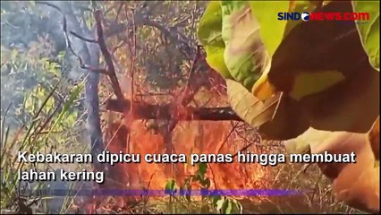 30 Hektare Hutan Jati di Desa Sumare Mamuju Terbakar
