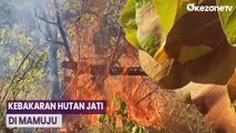 Hutan Jati Seluas 30 Hektare di Mamuju Terbakar