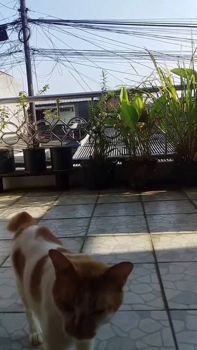 Sniffing Cat