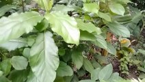 বাংলা চটি গল্প | Leaves of different types of plants in our house