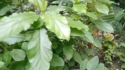 বাংলা চোদাচুদির গল্প: আমাদের গ্রামের বিভিন্ন ধরনের পাতা 📝