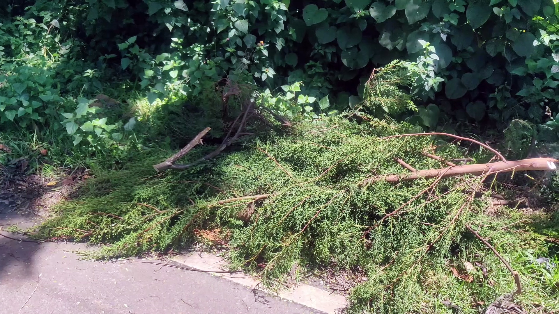 வாகனம் மோதி இறந்த குட்டி மாடு.. இறந்தது தெரியாமல் குட்டியை தேடும் தாய் காட்டு மாடு - வைரல் வீடியோ