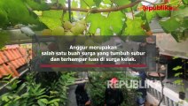 Anggur, Buah Surga dengan Segudang Khasiat