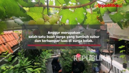 Anggur, Buah Surga dengan Segudang Khasiat
