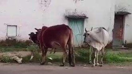 छिड़वाड़ा: तेज़ी से पैर पसारता लंपी वायरस, संक्रमित हो रहे मवेशी