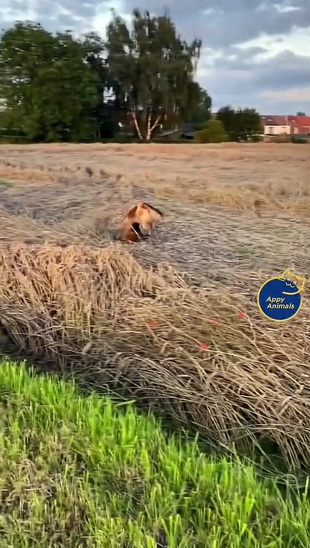 Funny pets videos